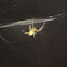 Yellow Sac Spider