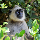 Tufted Gray Langur