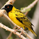 African Birds Sounds Free icon