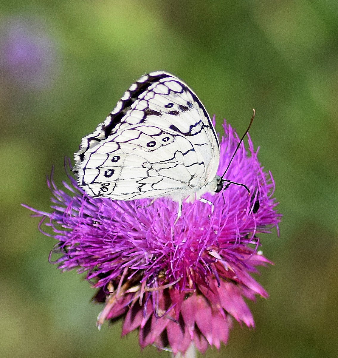 Balkan Marbled White