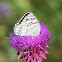 Balkan Marbled White