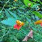 Jewelweed