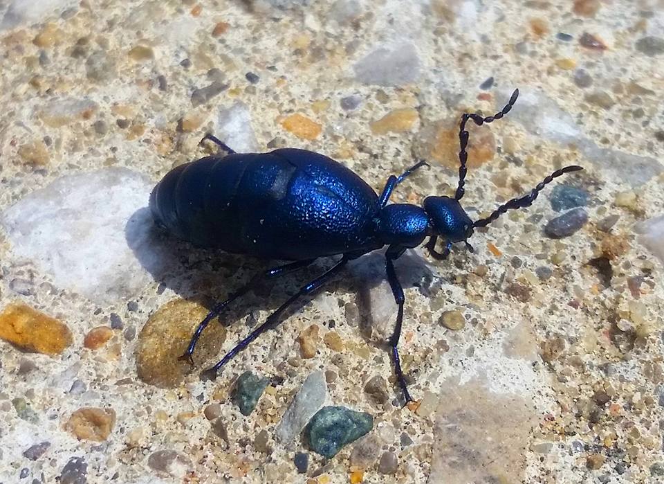 American Oil Beetle