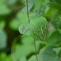 Walking stick