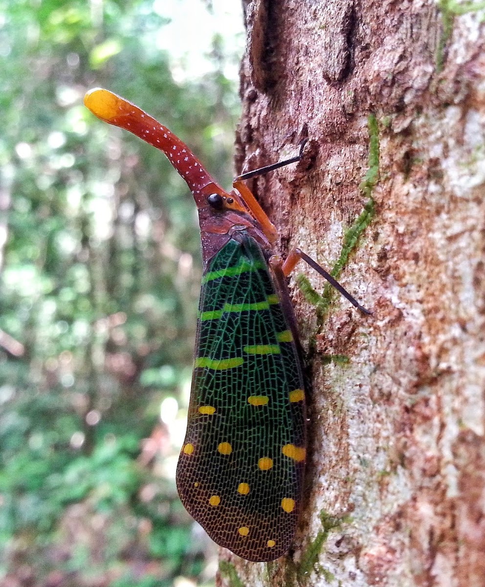 Lantern bug/ Blue winged lanternfly