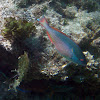 Redband Parrotfish