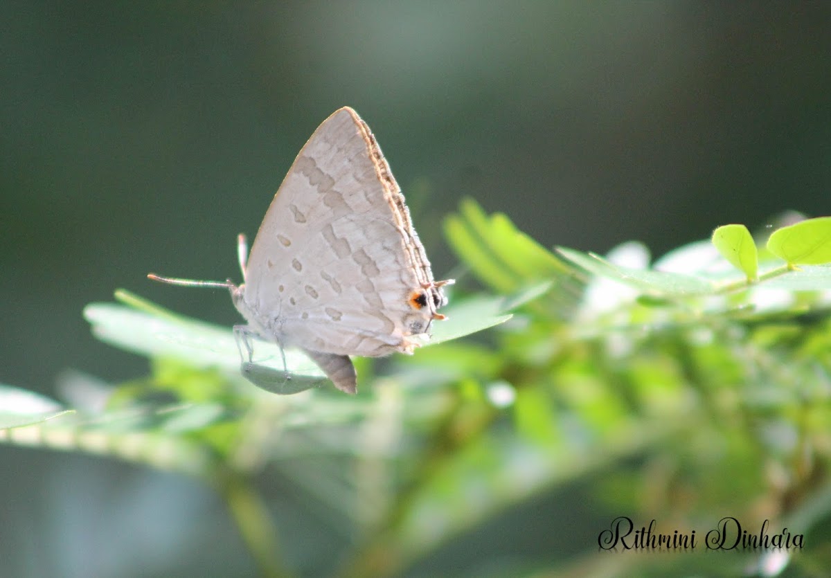 Redspot (Female)