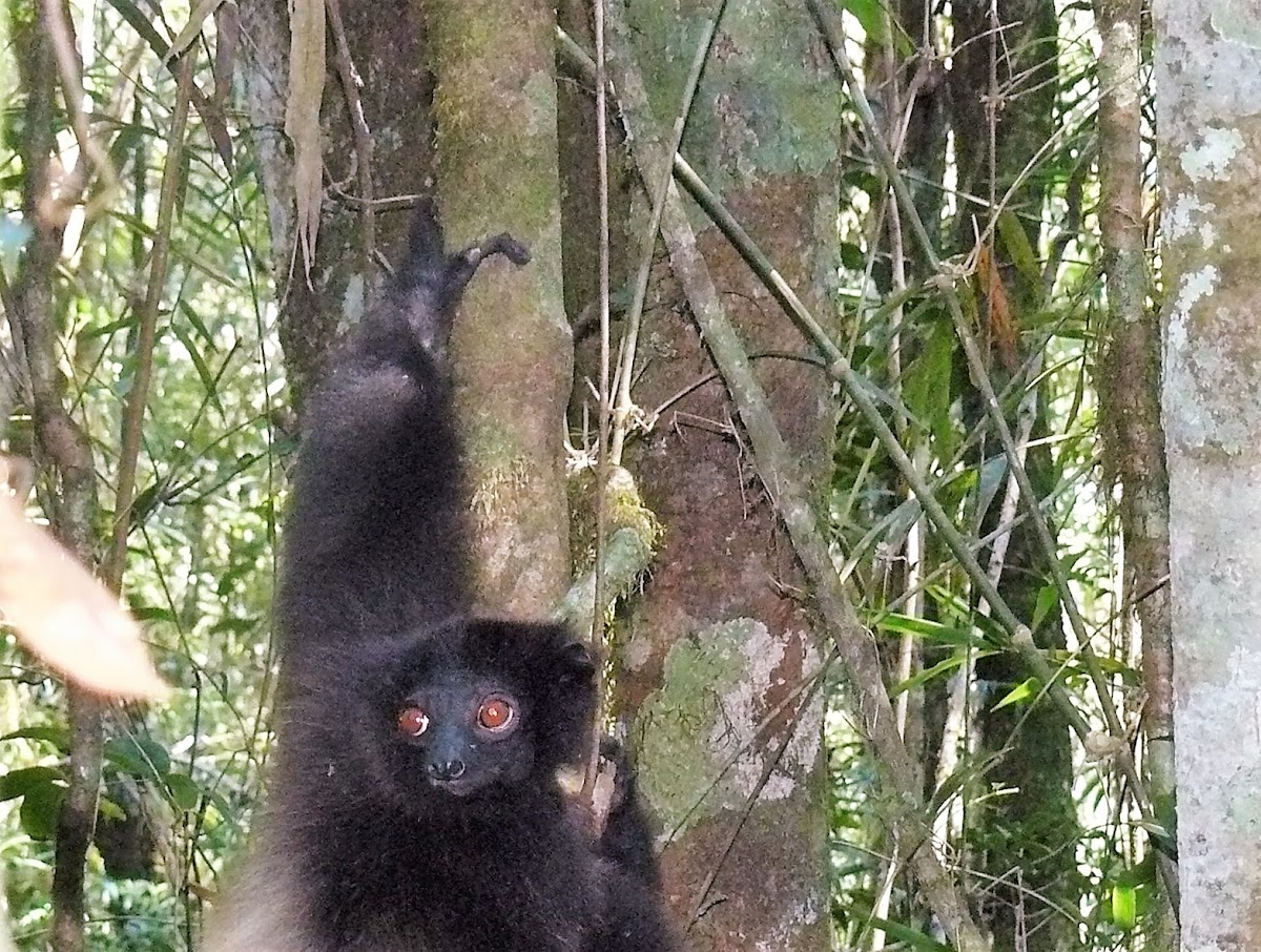 Milne-Edwards' Sifaka