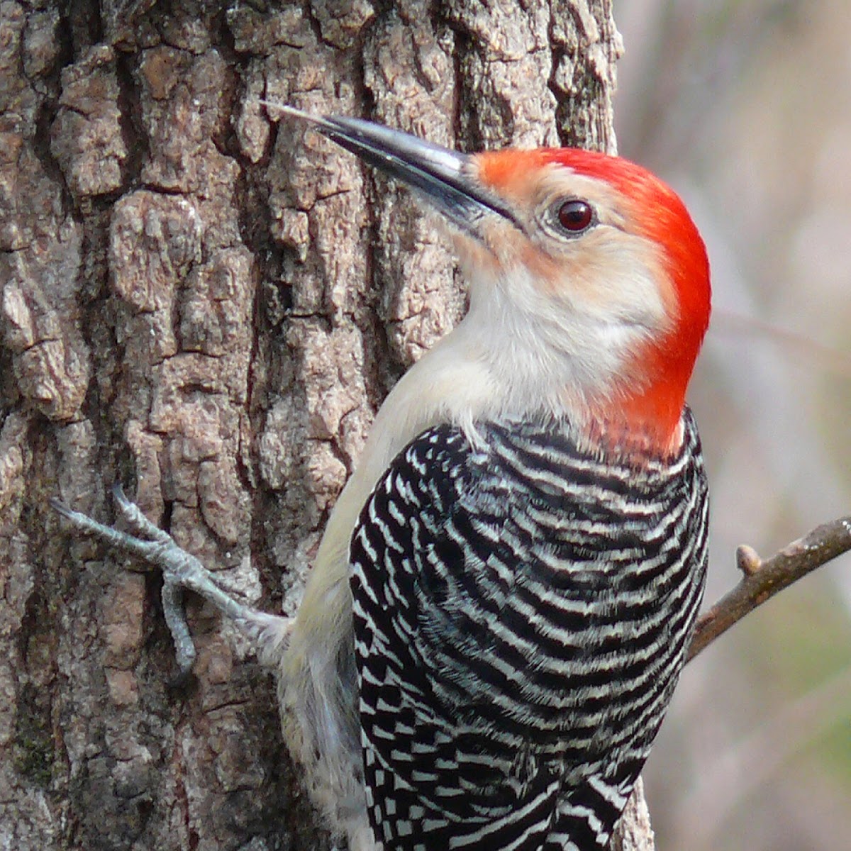 Red-Bellied Woodpecker