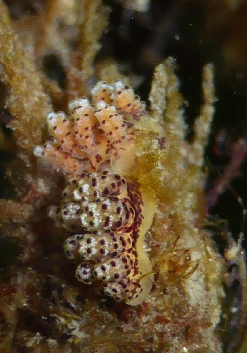 Dendronotid Sea Slug