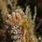 Dendronotid Sea Slug