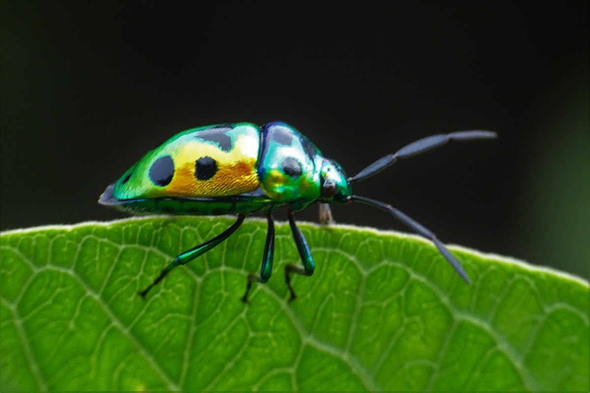 Jewel bug or metallic shield bug