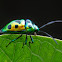 Jewel bug or metallic shield bug