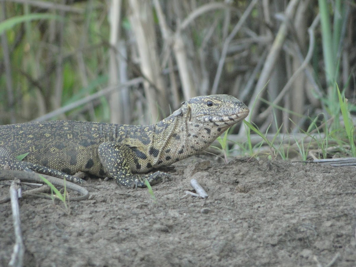 Nile Monitor