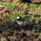 Pied Wagtail