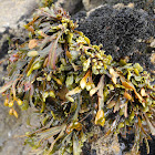 Spiral wrack