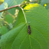 Sawfly