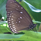 Common Crow Butterfly