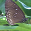 Common Crow Butterfly