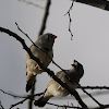 Zebra Finch