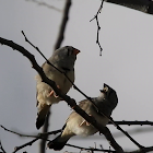 Zebra Finch