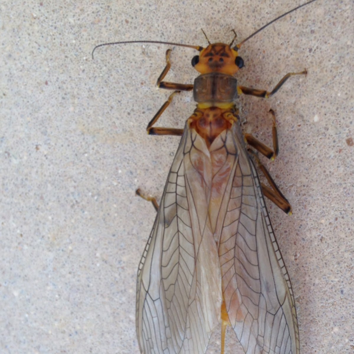 Dobsonfly