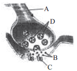 Nerve Impulse