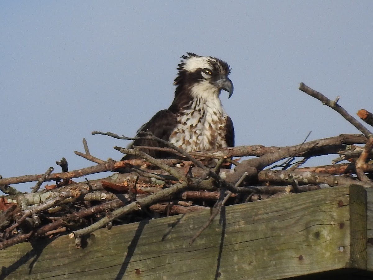 Osprey