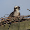 Osprey