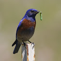 Western Bluebird