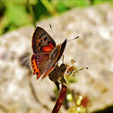 Small copper