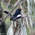 Oriental Magpie Robin