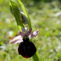 Horseshoe bee-orchid