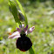 Horseshoe bee-orchid