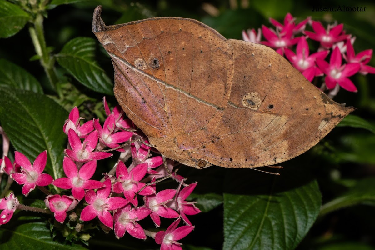 Dead leaf butterfly