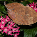 Dead leaf butterfly