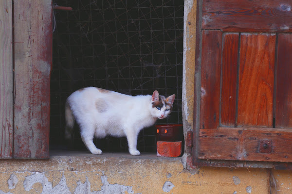 Voglia di gatto di V:V