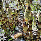 Field horsetail