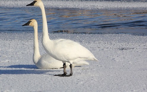 How to get Yellowstone Guided, GPS Tours patch 1.0 apk for laptop