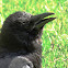 Carrion crow