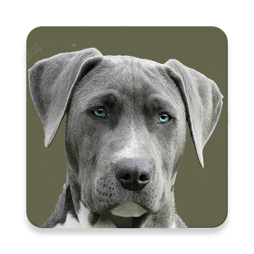 weimaraner google translate