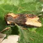 Noctuid Moth