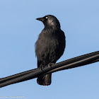 Jackdaw