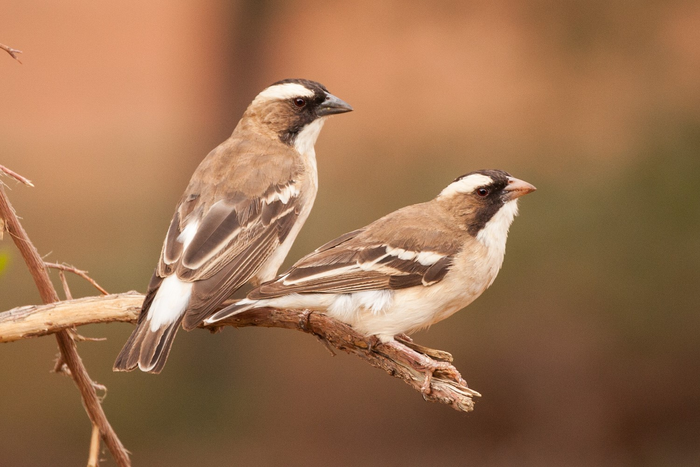 White-browed sparrow weavers at Tswalu Kalahari Reserve.