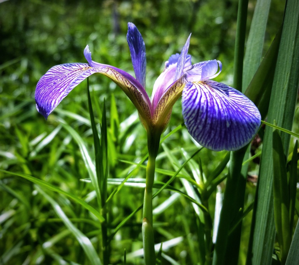 Blue Flag Iris