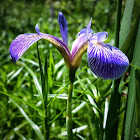 Blue Flag Iris