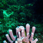 Purple tube sponge