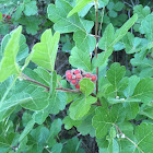 Fragrant sumac