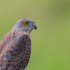 Shikra - juvenile