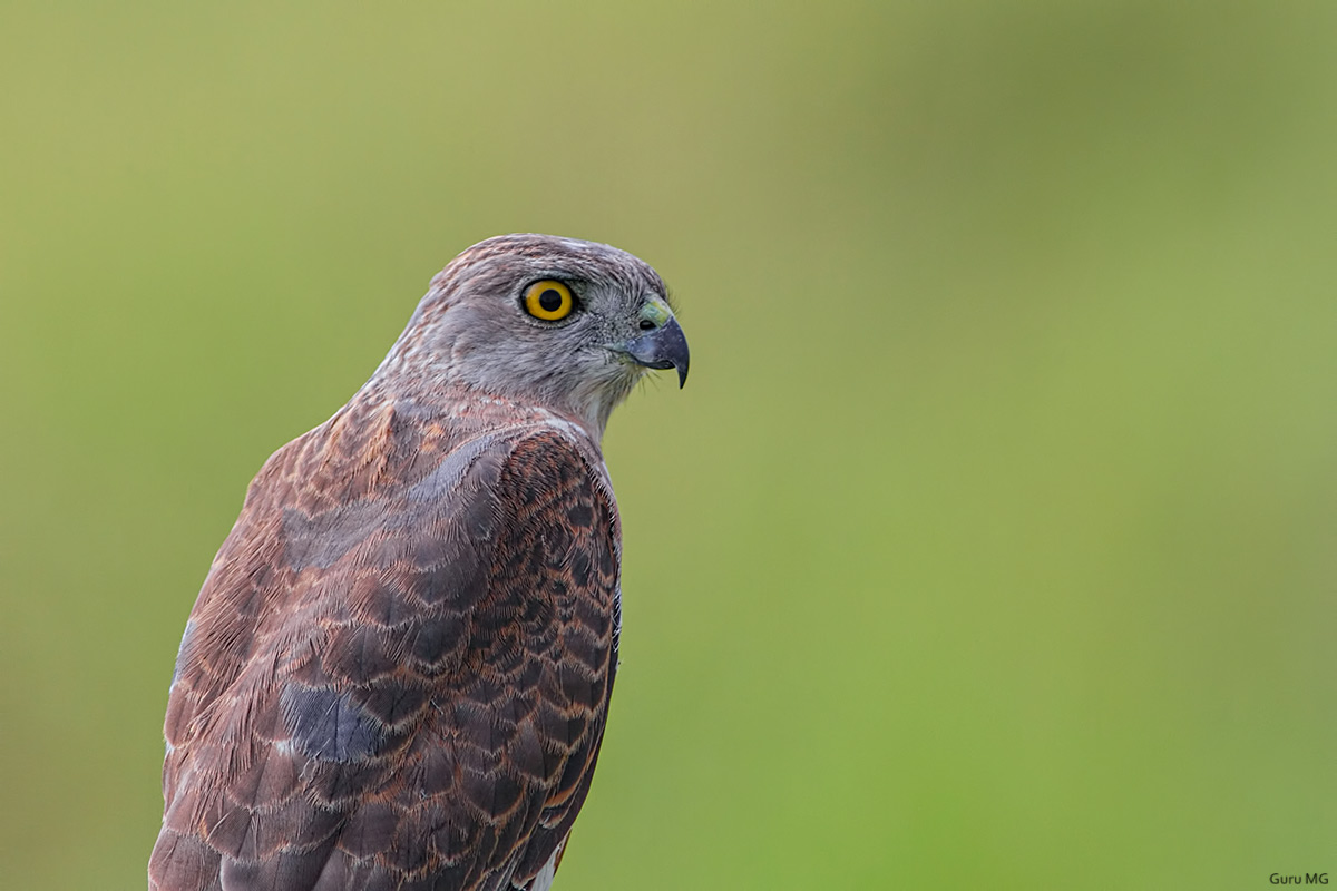 Shikra - juvenile